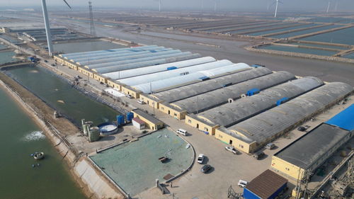 科技賦能，綠色轉(zhuǎn)型 東營(yíng)市河口區(qū)以工廠化養(yǎng)殖與礦山技術(shù)走出鄉(xiāng)村振興新步伐